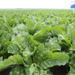 Dan polja šećerne repe: Šećerna repa ipak obećava dobru zaradu