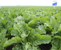 Dan polja šećerne repe: Šećerna repa ipak obećava dobru zaradu