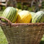 U poseti najvećem proizvodjaču lubenica u jugoistočnoj Evropi