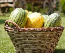 U poseti najvećem proizvodjaču lubenica u jugoistočnoj Evropi