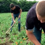 МЛАДИ ИЗ СЕЛА ДОБРИЋ, У БЛИЗИНИ ШАПЦА, ОСНОВАЛИ ПОЉОПРИВРЕДНУ ЗАДРУГУ: Рекордери у производњи невена, постали стручњаци за батат