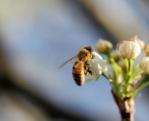 Beograd dobija azil za gradske pčele