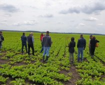 Sunoko organizovala manifestaciju Dani polja šećerne repe