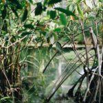 IUCN standard ojačaće uticaj rešenja zasnovanih na prirodi kao odgovor na brojne globalne izazove