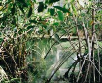 IUCN standard ojačaće uticaj rešenja zasnovanih na prirodi kao odgovor na brojne globalne izazove