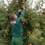 Nectar širi zasade organske plantaže jabuka