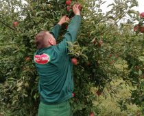Nectar širi zasade organske plantaže jabuka
