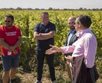 Uzgajivači duvana zadovoljni prinosom