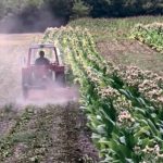 POSLEDICE PANDEMIJE U SEKTORU NELEGALNE TRGOVINE DUVANOM: Šverc duvana se preselio na internet