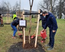 Beograd bogatiji za 189 stabala