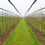 „DUNAV“ osigurao najveći zasad šljive u Srbiji