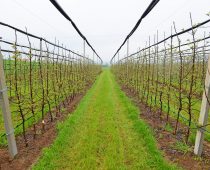 „DUNAV“ osigurao najveći zasad šljive u Srbiji