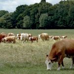 Зашто се сточни фонд смањује из године у годину