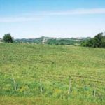 МОМЦИ СA АСФАЛТА: Прославиле их јагоде, коприва и парадајз