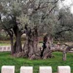 ЦРНОГОРСКО ПРИМОРЈЕ ПРЕД ИЗАЗОВНОМ ЛЕТЊОМ СЕЗОНОМ: Српски туристи тек треба да открију Бар