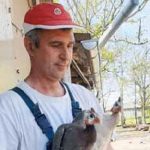 НА САЛАШУ ПОРЕД СОМБОРА ОДГАЈА СЕ ВОЈВОЂАНСКИ БРЕНД: Почели са 40, а сада имају јато од око 800 морки