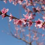 Sakura stipendije – otvoren konkurs kompanije JTI i Ambasade Japana