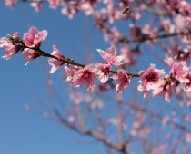 Sakura stipendije – otvoren konkurs kompanije JTI i Ambasade Japana