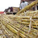 FAO: Cena šećera najveća u prošlih šest godina