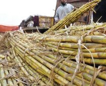 FAO: Cena šećera najveća u prošlih šest godina