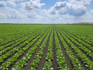 Zasadi šećerne repe kompanije Sunoko (Foto: Zorana Pavin)