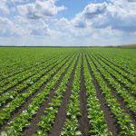 Sunoko prvi sertifikovao održivu proizvodnju šećera