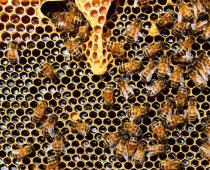 PORUKA IZ BEČA: MEDONOSNE PČELE OTKRIVAJU ZAGAĐIVAČE OKOLINE