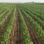 3 Banka i američka korporacija DFC kreditiraju preduzetnike i poljoprivredu