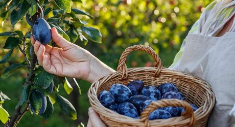 Od njive do sertifikata: Kako izgleda prelazak na organsku proizvodnju?